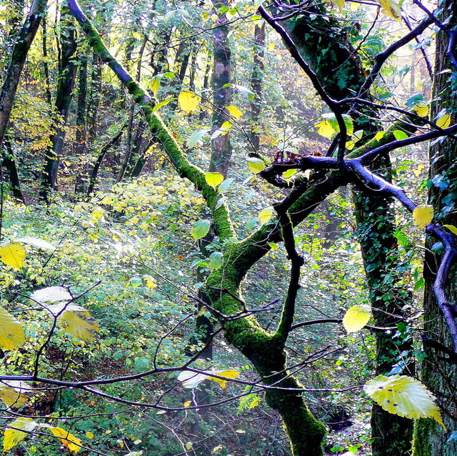 Golden beech leaves